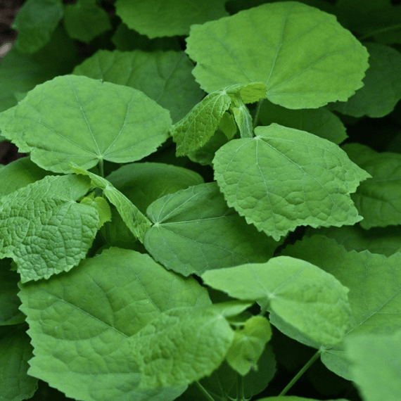 Turks Cap Plant Sets