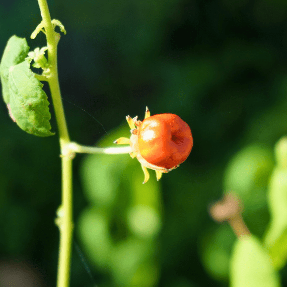 plant seeds cap Turks Cap Plant Sets