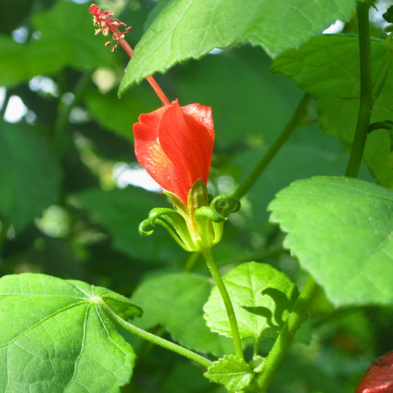 cap plant Turks Cap Plant Sets