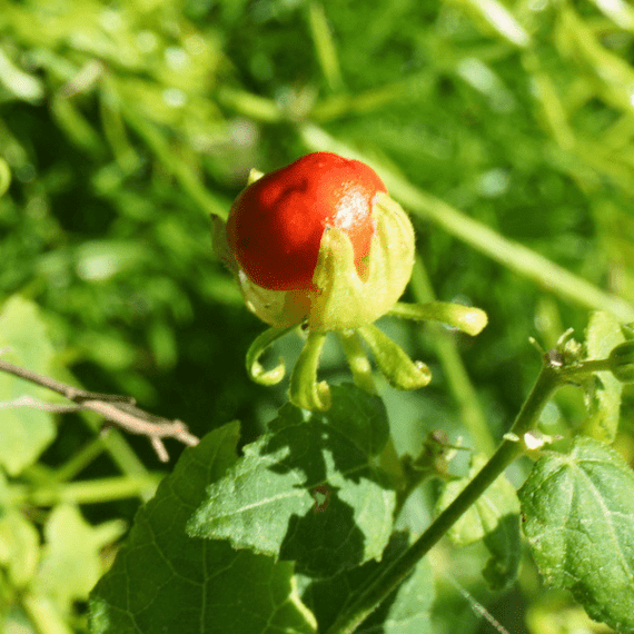 Turks Cap Plant Sets