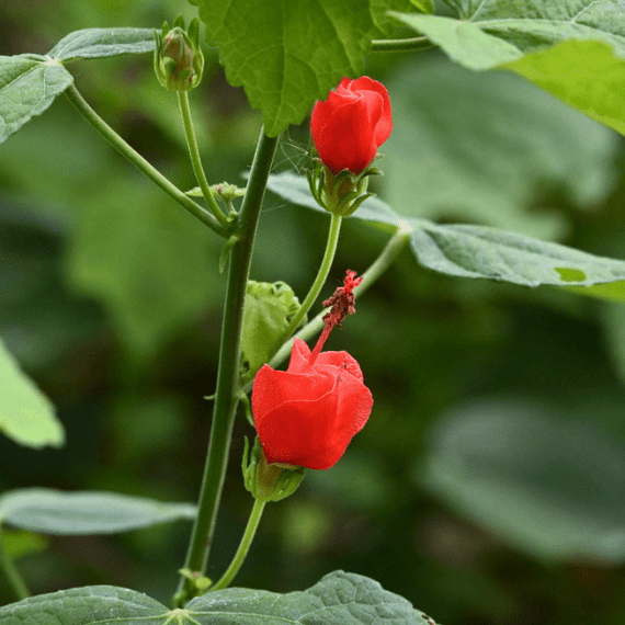 cap plant Turks Cap Plant Sets
