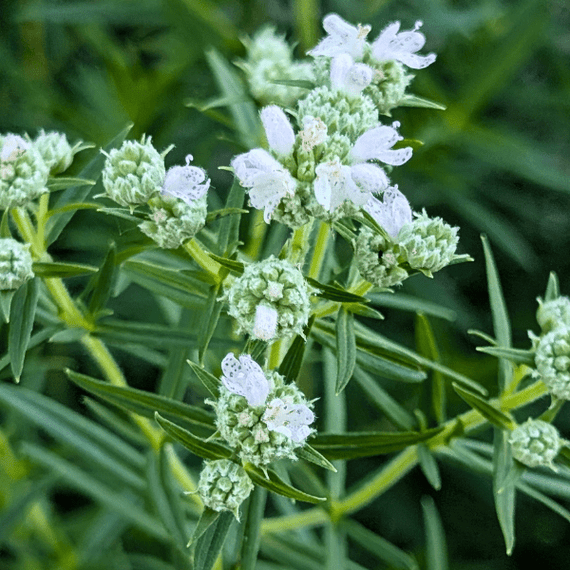 Virginia Mountain Mint Plant Sets