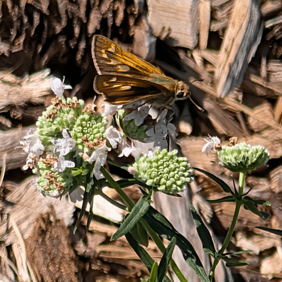Virginia Mountain Mint Plant Sets Plants - Garden for Wildlife