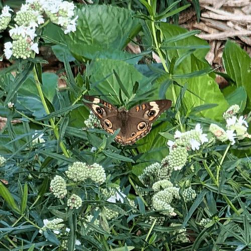 Virginia Mountain Mint Plant Sets Plants - Garden for Wildlife