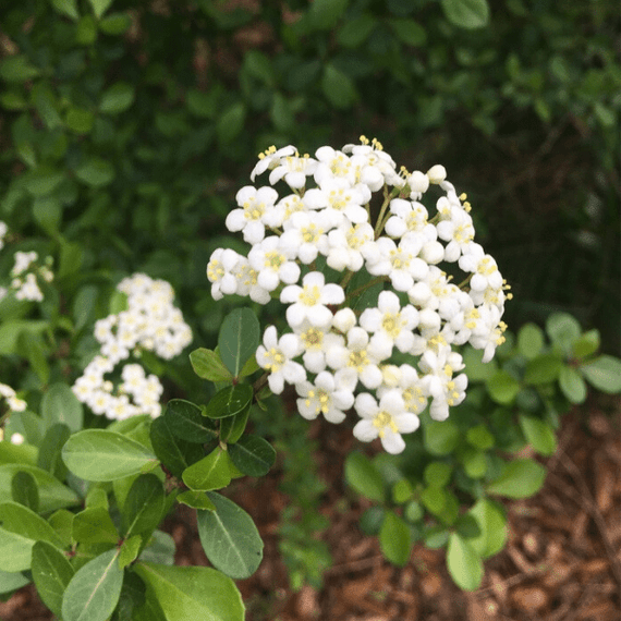 viburnum plant Walter's Viburnum Shrub
