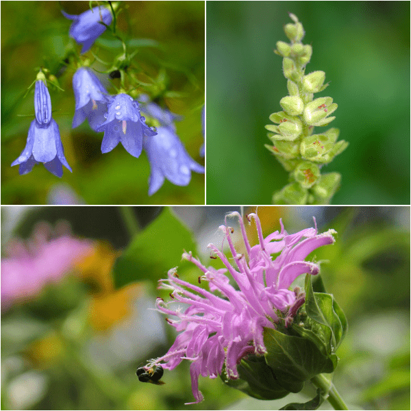 Western Hummingbird Waystation Plants - Garden for Wildlife