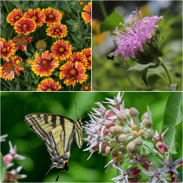 Western Monarch Revival Plants - Garden for Wildlife
