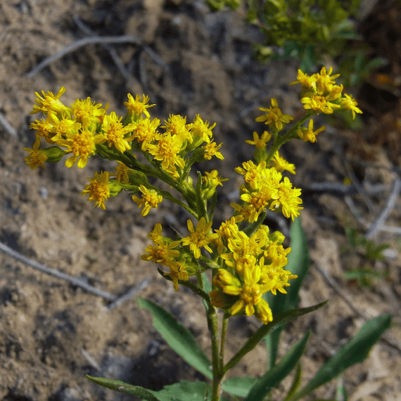 Western Monarch Revival Plants - Garden for Wildlife