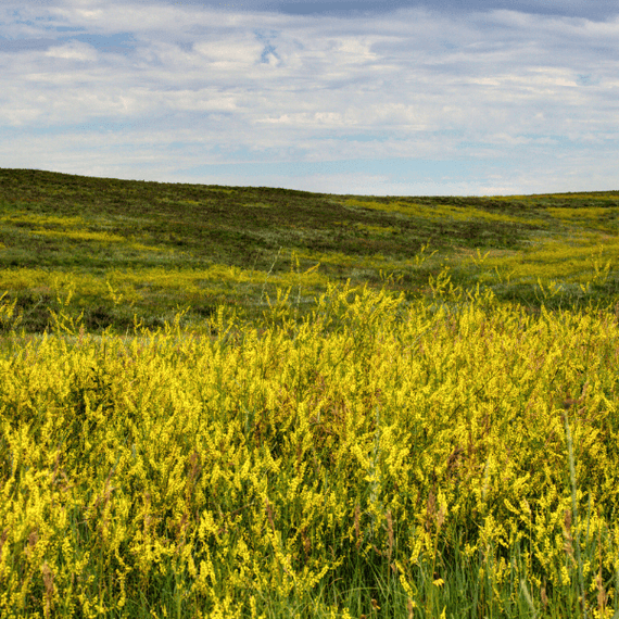 Western Monarch Revival Plants - Garden for Wildlife