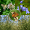 Western Pollinator Pantry Plants - Garden for Wildlife