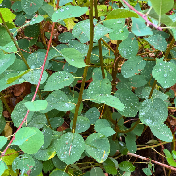 Western Serviceberry Shrub