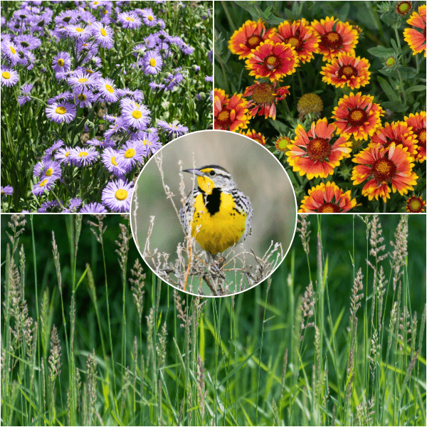 Western Songbird Haven Plants - Garden for Wildlife