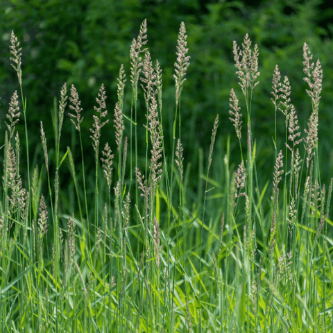 マッカラン Harmony Collection Green Meadow western-songbird-haven-