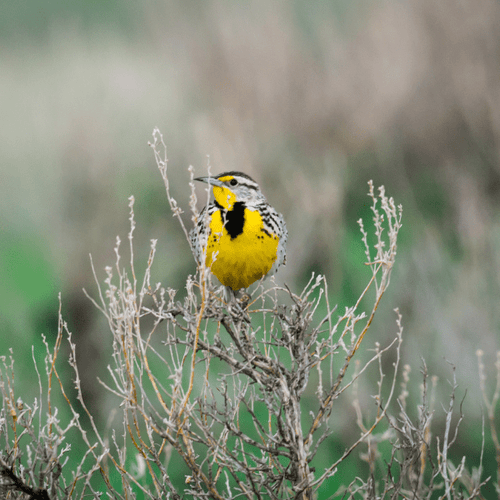 Western Songbird Haven Plants - Garden for Wildlife