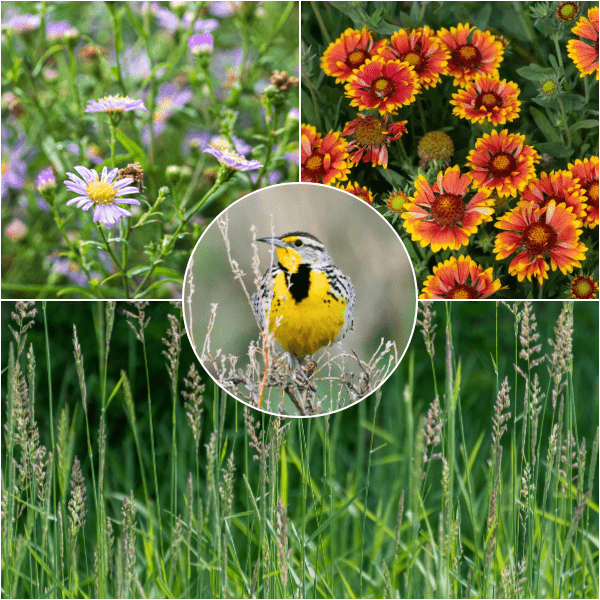 Western Songbird Haven Plants - Garden for Wildlife