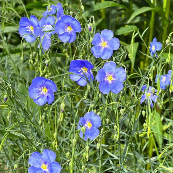 Western Wilderness Wildflowers Plants - Garden for Wildlife