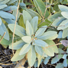 White Sage Plant Sets Plants - Garden for Wildlife