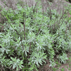 White Sage Plant Sets Plants - Garden for Wildlife