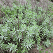 White Sage Plant Sets Plants - Garden for Wildlife