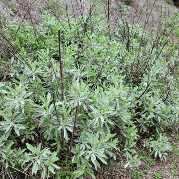 White Sage Plant Sets Plants - Garden for Wildlife