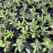 White Sage Plant Sets Plants - Garden for Wildlife