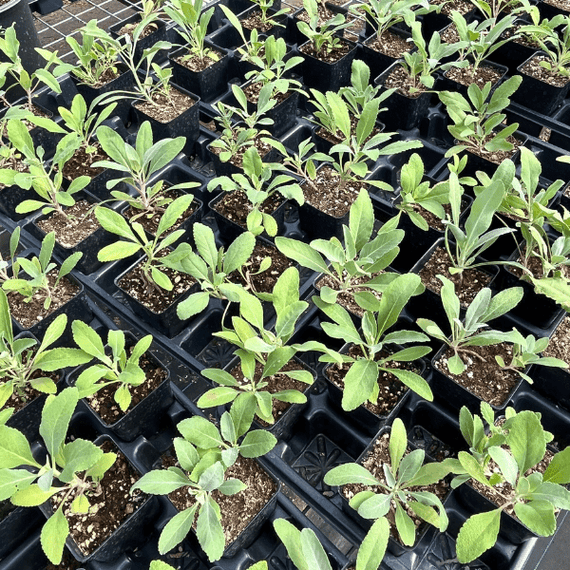 White Sage Plant Sets Plants - Garden for Wildlife