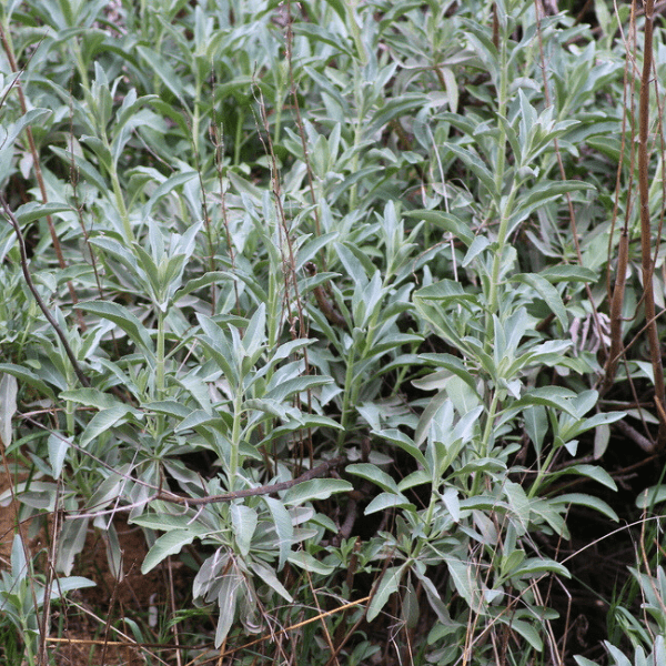 White Sage Plant Sets Plants - Garden for Wildlife