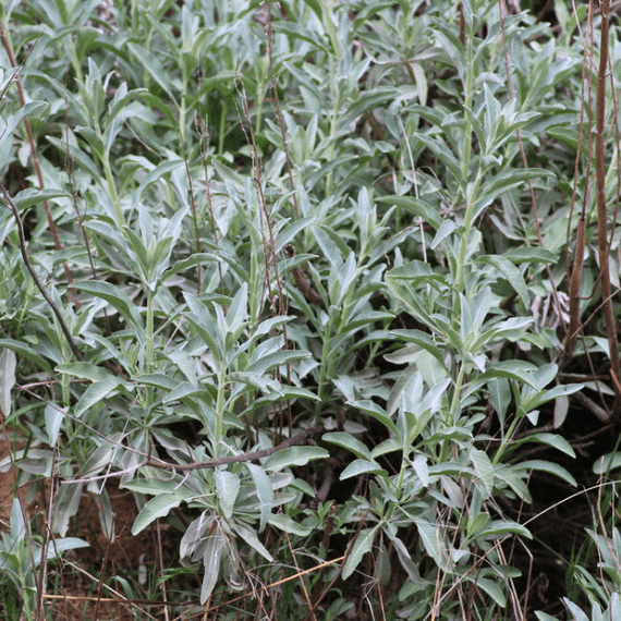 White Sage Plant Sets Plants - Garden for Wildlife