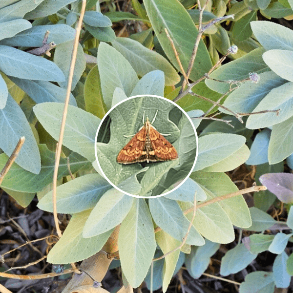 White Sage Plant Sets Plants - Garden for Wildlife