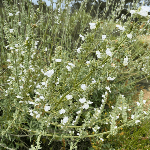 White Sage Plant Sets Plants - Garden for Wildlife