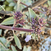 White Sage Plant Sets Plants - Garden for Wildlife