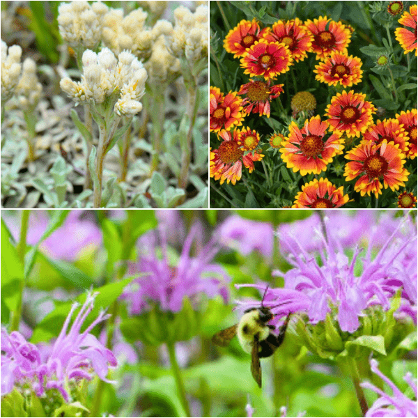 Wild Bee Bounty Plants - Garden for Wildlife