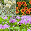 Wild Bee Bounty Plants - Garden for Wildlife