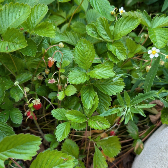 Wild Strawberry Plant Sets