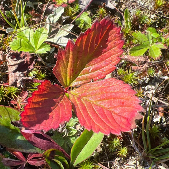 Wild Strawberry Plant Sets