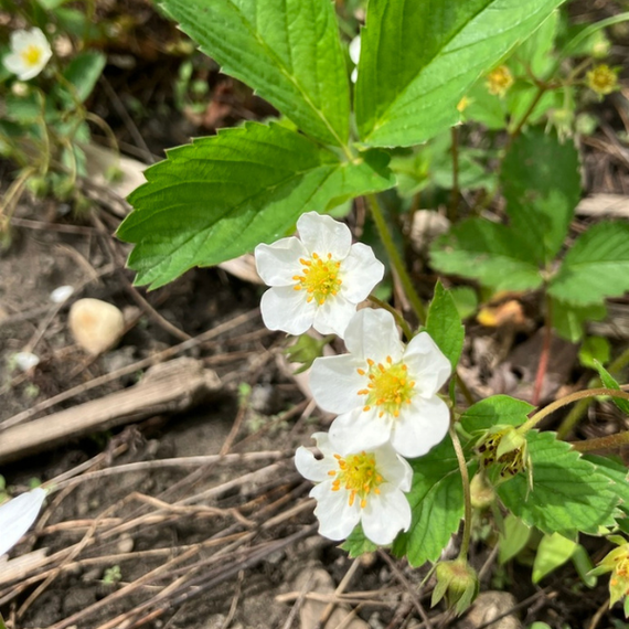 Wild Strawberry Plant Sets