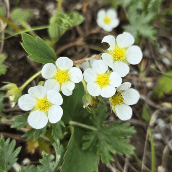  WILD STRAWBERRY 花瓶 Wild Strawberry Plant Sets