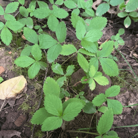 Wild Strawberry Plant Sets Wild Strawberry Plant Sets