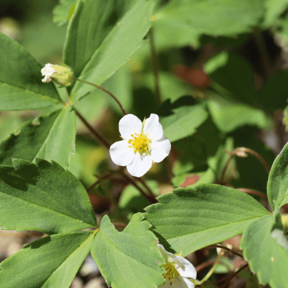 Wild Strawberry Plant Sets