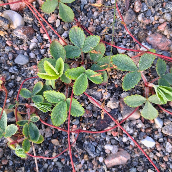 Wild Strawberry Plant Sets
