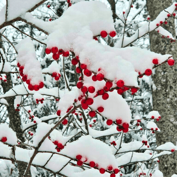 winterberry house plant Winterberry Shrub