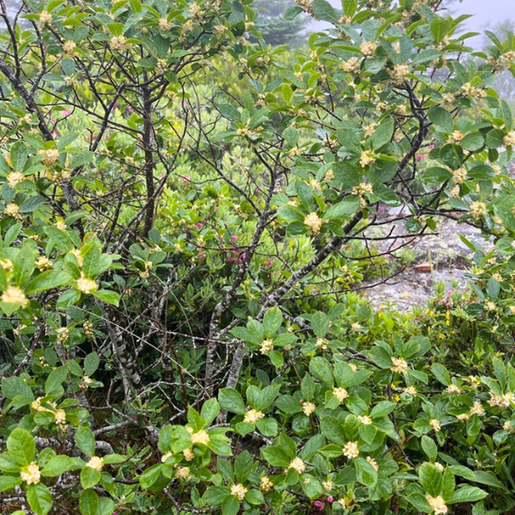 winter berry plants Winterberry Shrub