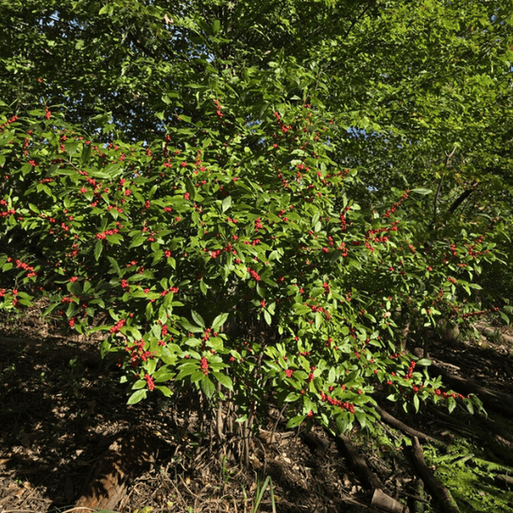 Winterberry Shrub