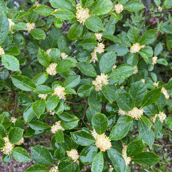 winterberry house plant Winterberry Shrub