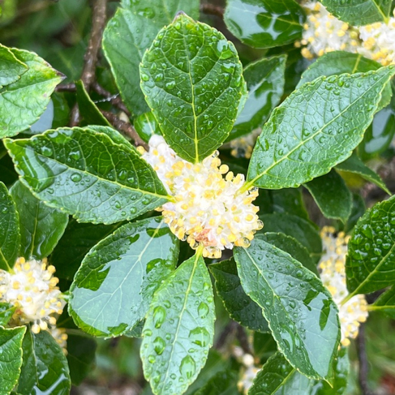 winterberry house plant Winterberry Shrub