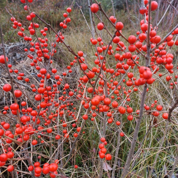Winterberry Shrub