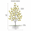 Witchhazel Shrub Plants - Garden for Wildlife