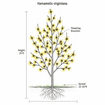 Witchhazel Shrub Plants - Garden for Wildlife