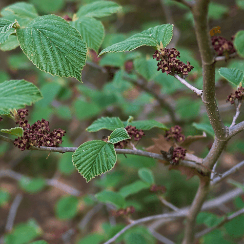 Witchhazel Shrub Plants - Garden for Wildlife