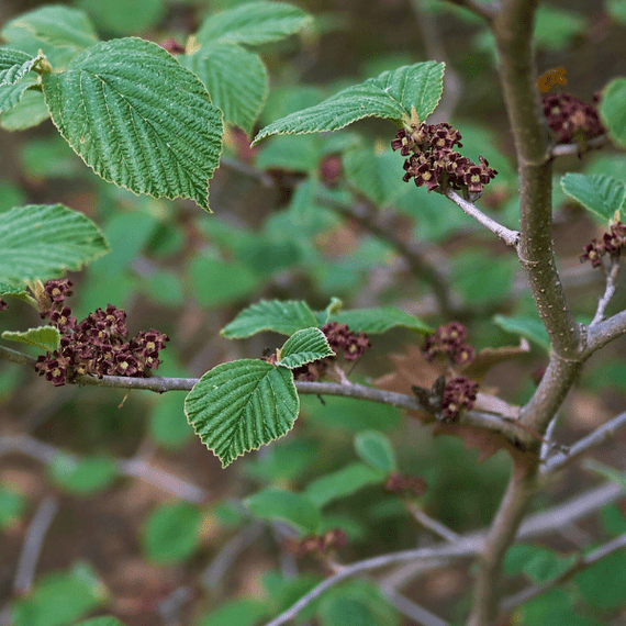 Witchhazel Shrub Plants - Garden for Wildlife